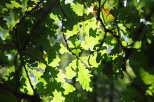 Eichenblätter im Hambacher Wald
